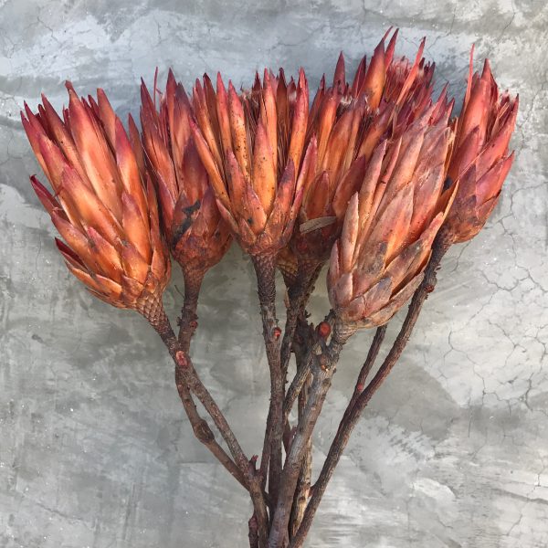 Dried Protea Repens Flowers