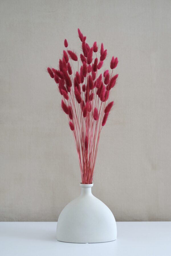Cranberry Lagurus Flowers