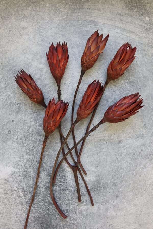 Dried Protea Repens