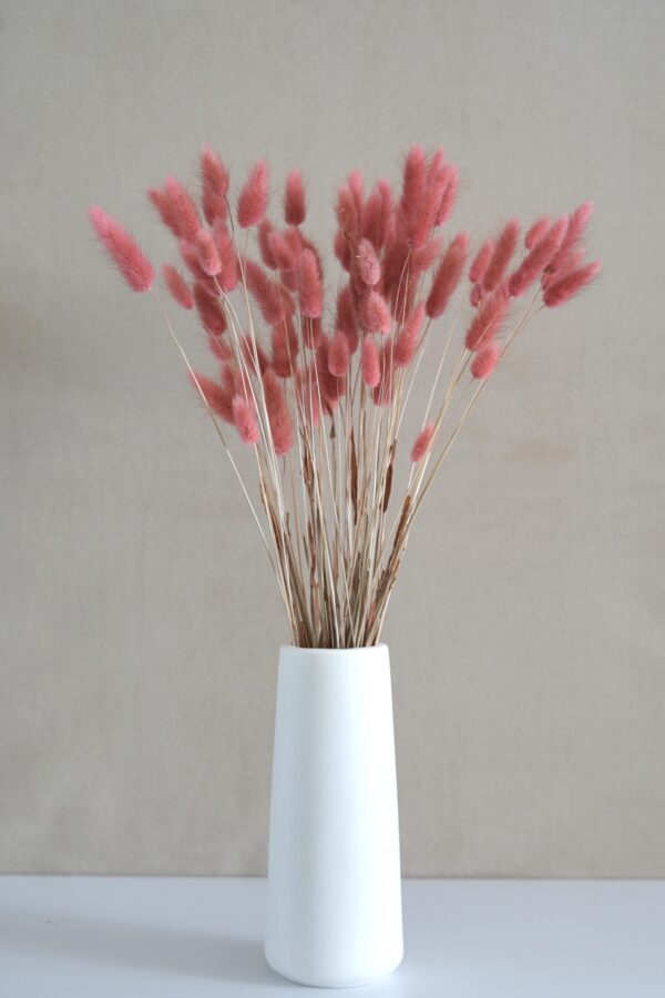 Mauve Lagurus Flowers