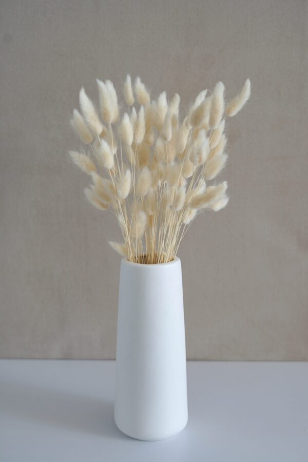 Bleached Lagurus Flowers
