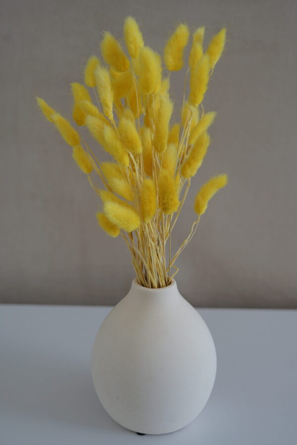 Soft Yellow Lagurus Flowers
