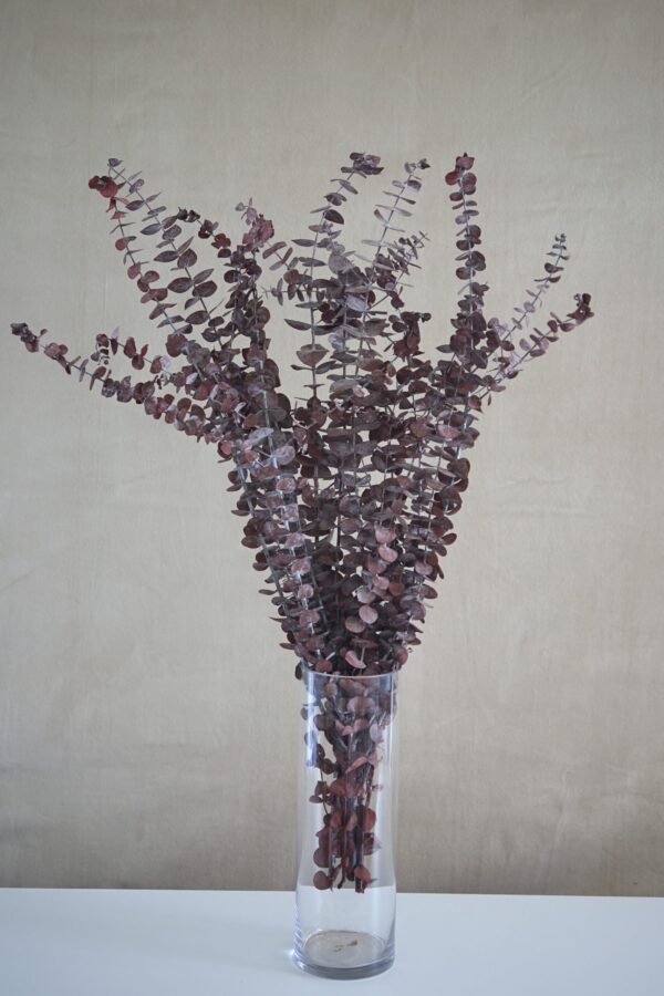 Preserved Eucalyptus Bush