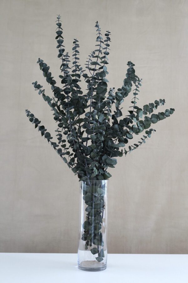 Preserved Eucalyptus Bush