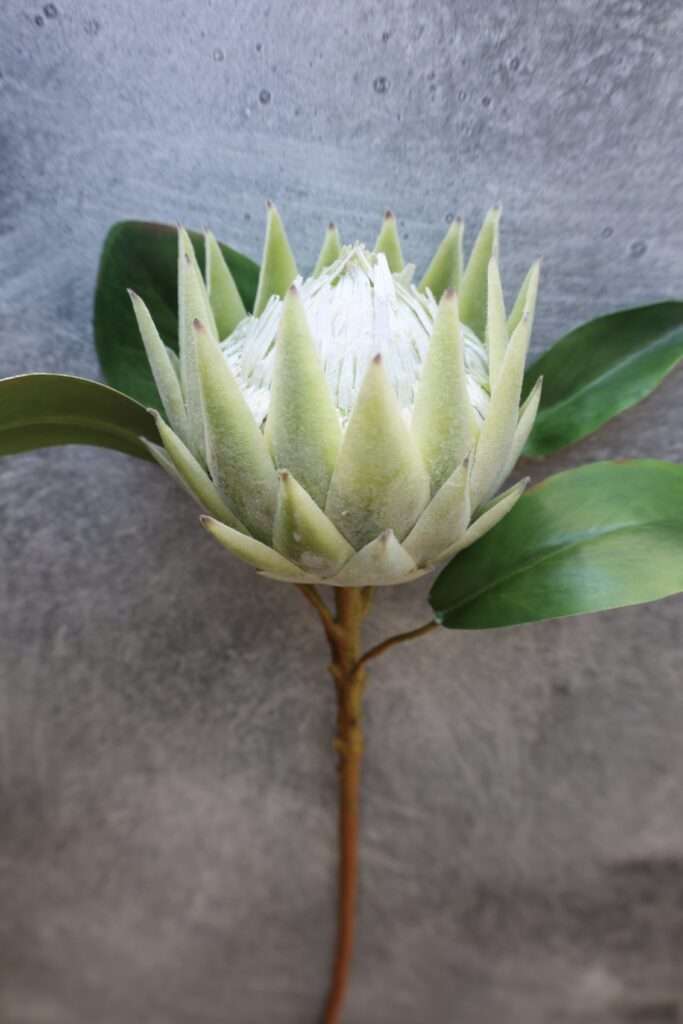 Artificial Queen Protea