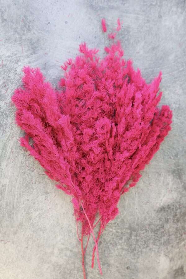 Preserved Ming Firn Pink