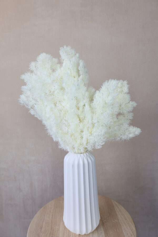 Preserved ming firn white