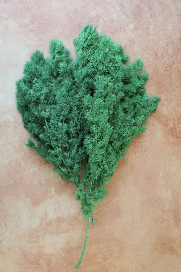 Preserved ming firn green