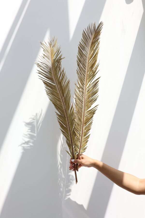 Dried Sago Palm Leaves