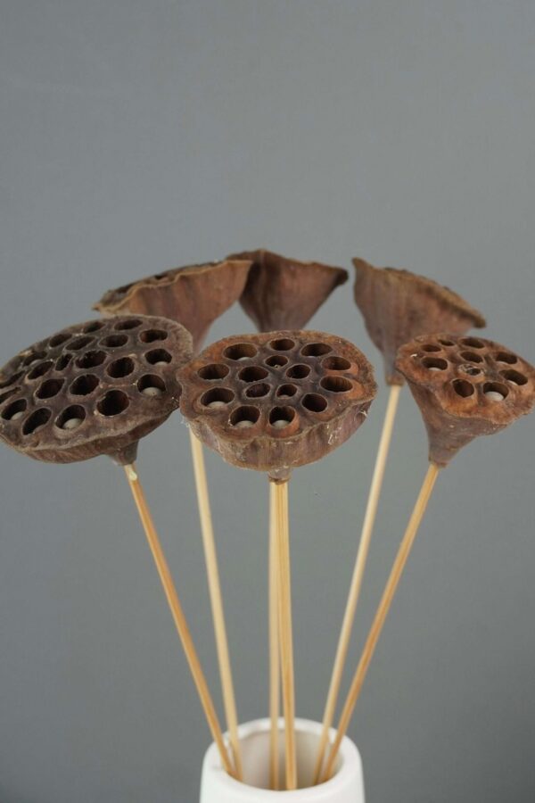 Lotus Pods, Dried Flowers, Dried Lotus Pods, Wedding Flowers, Home Decor - 18" to 20" Tall