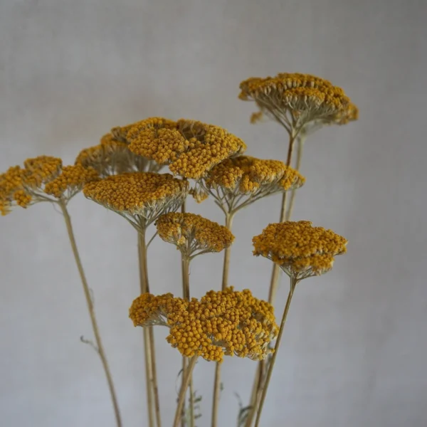 Natural Dried Yarrow Flowers: Yellow Floral Decor