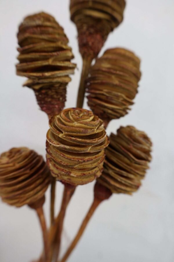 Spiral cone, Dried South African Spiral Fruit bunch, spiral fruit, Dried Flowers, Wedding Flowers, natural spiral cone- 18" Tall