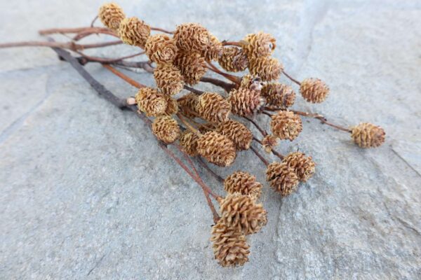 Salignum branch natural, Dried South African,  DriedFruit bunch, Dried nut, Dried Flowers, Wedding Flowers, Pinecones -18" Tall