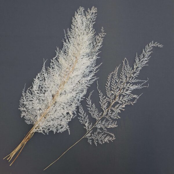 Bleached Preserved Lace Fern Leaves: Wedding Bouquet Supplies