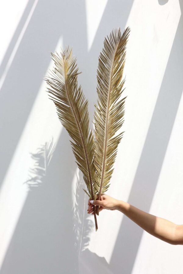 Dried Sago Palm leaves, Dried Palm, Palm leaves, wedding flowers, home decor, Dried  Palm Leaf Fans, Sago Palm leaves, Boho wedding, Gift