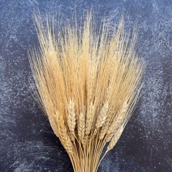 Dried Wheat Stalks, Natural Goldbeard, Farmhouse Decor