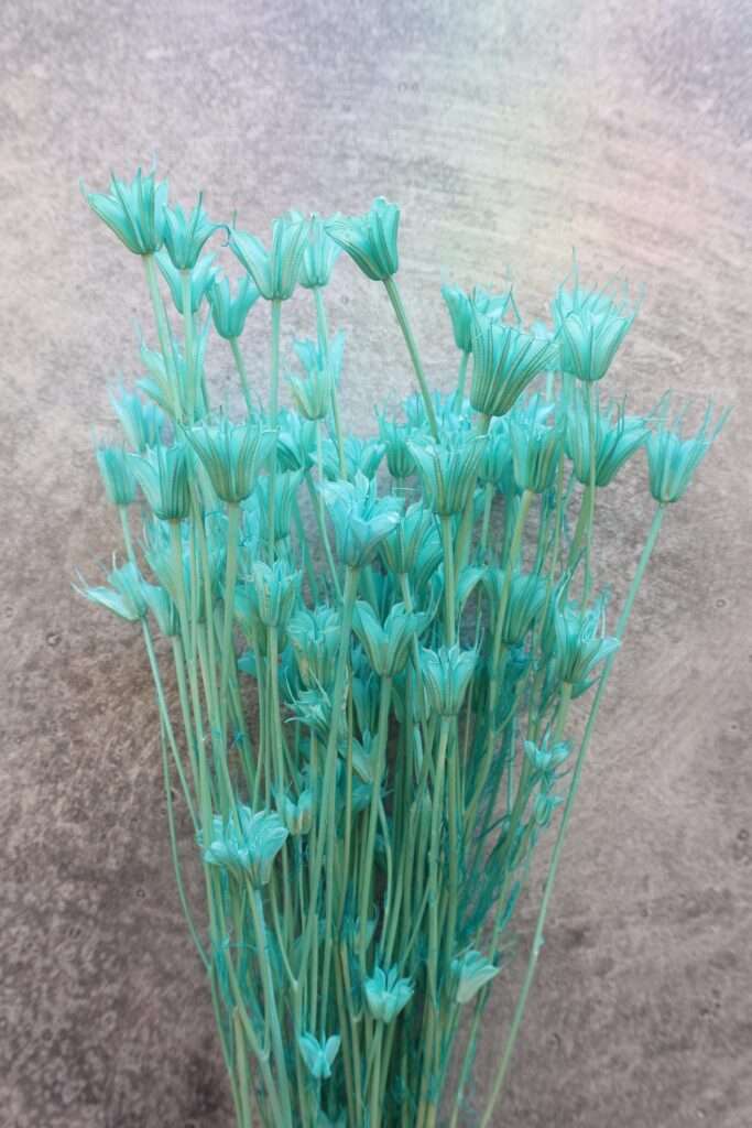 Dried Nigella Orientalis – Bright Blue (2 oz)