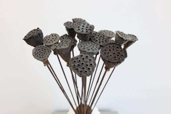 Mini Lotus Pods, Dried Flowers, Dried Lotus Pods, Wedding Flowers, Home Decor, Lotus Pods, Dried Lotus Pods, Gifts, Arrangements