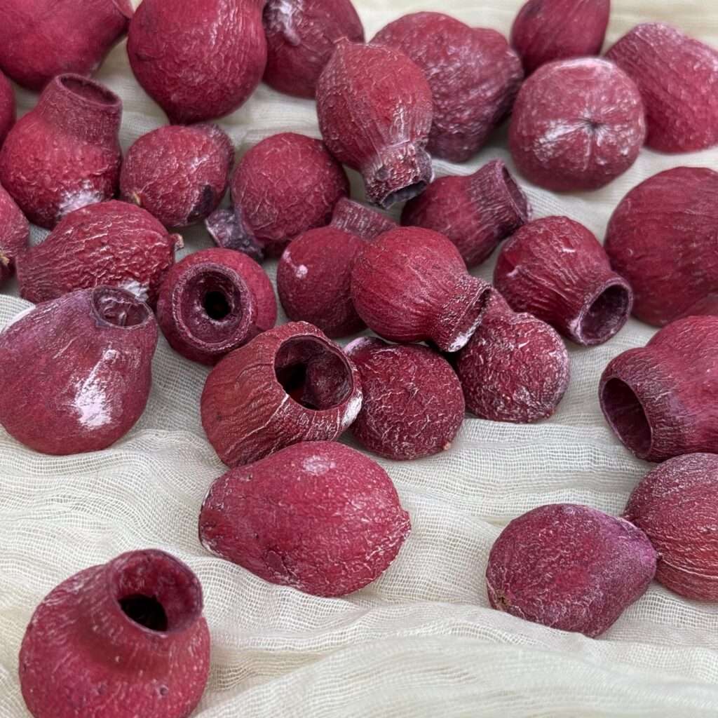 30 Dried Bellgum Pods ( No Stems)