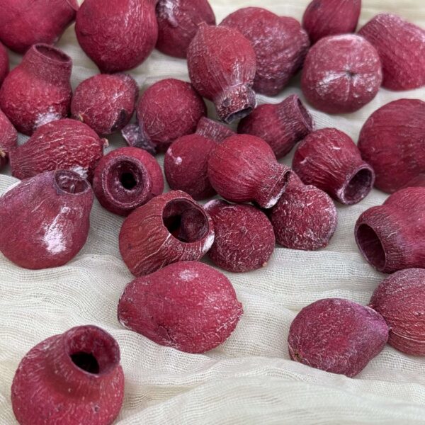 30 Dried Bellgum Pods ( No Stems)