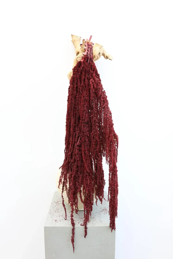 Preserved Deep Red Amaranthus
