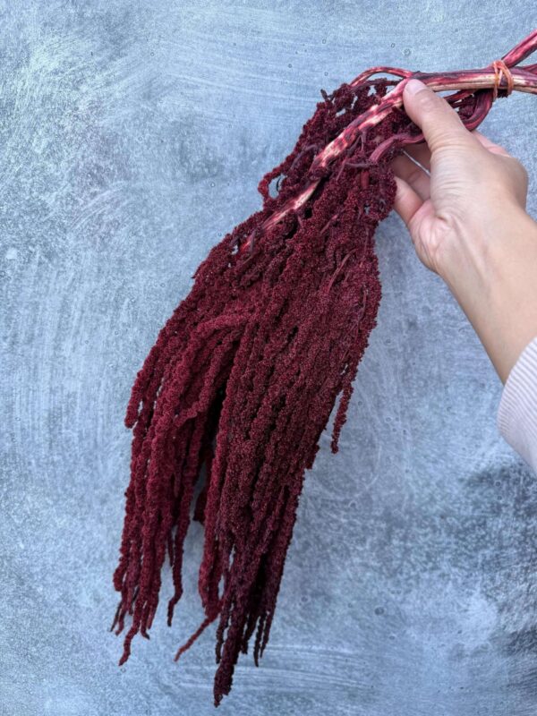SALE! Amaranthus preserved deep red
